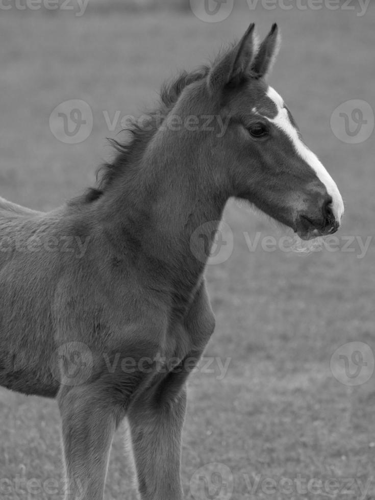 horses on a german meadow photo