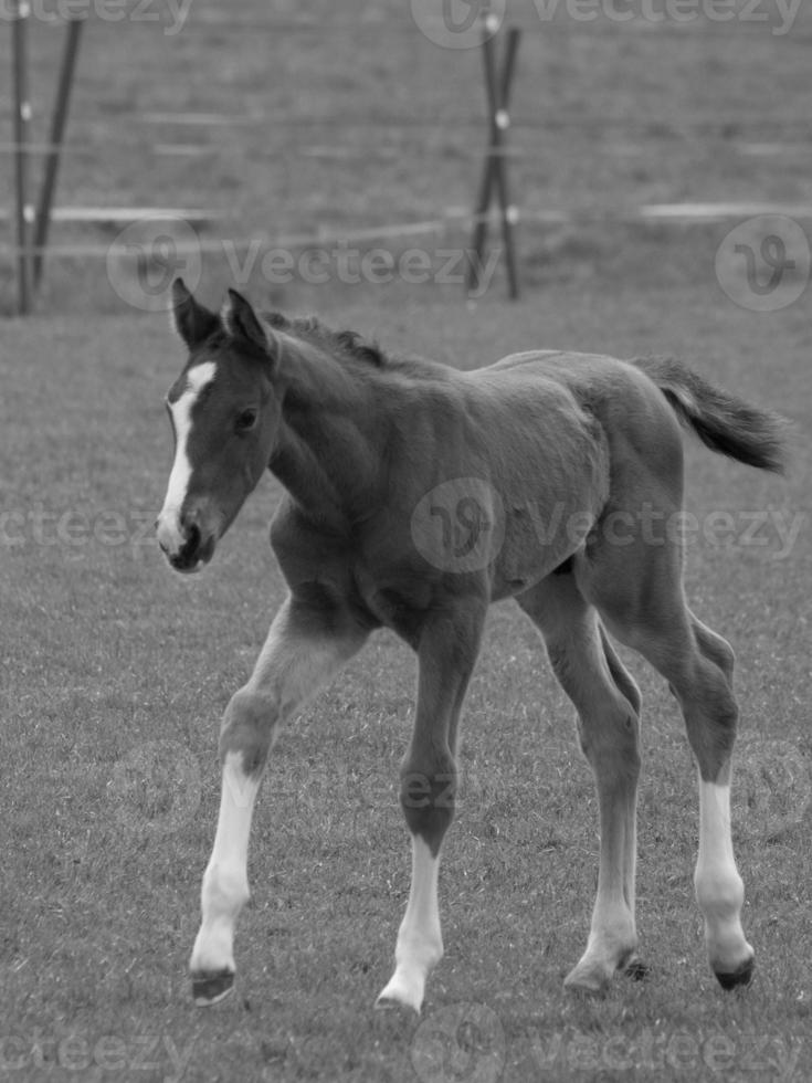 caballos en un prado alemán foto