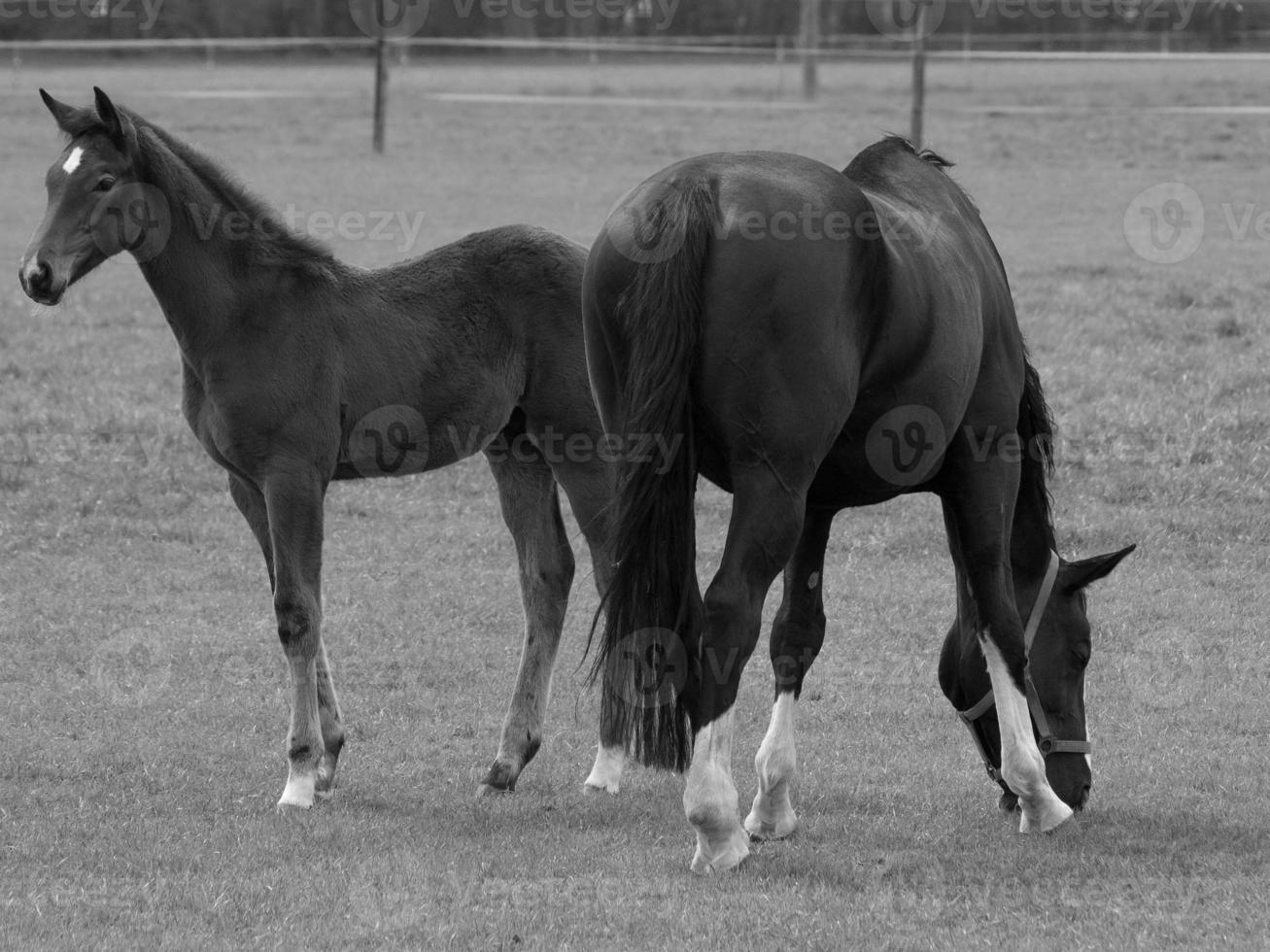 horses on a german meadow photo