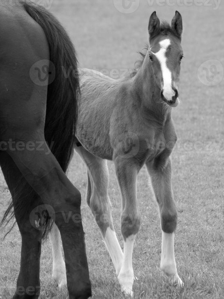 horses on a german meadow photo