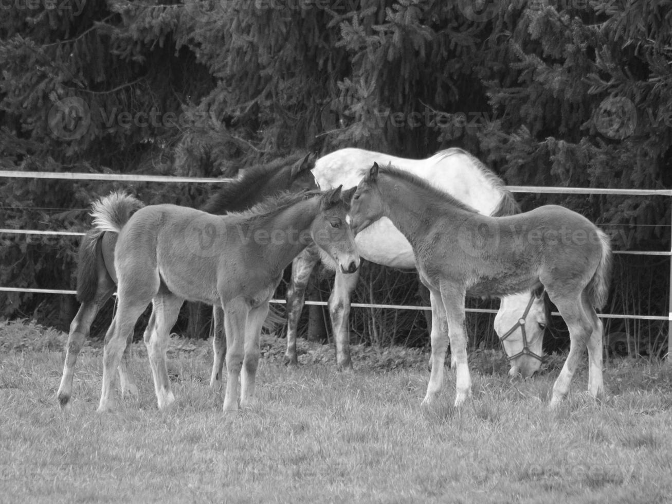 horses on a german meadow photo