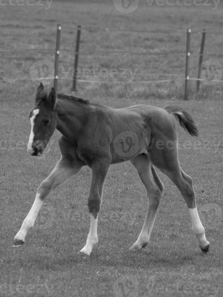 caballos en un prado alemán foto