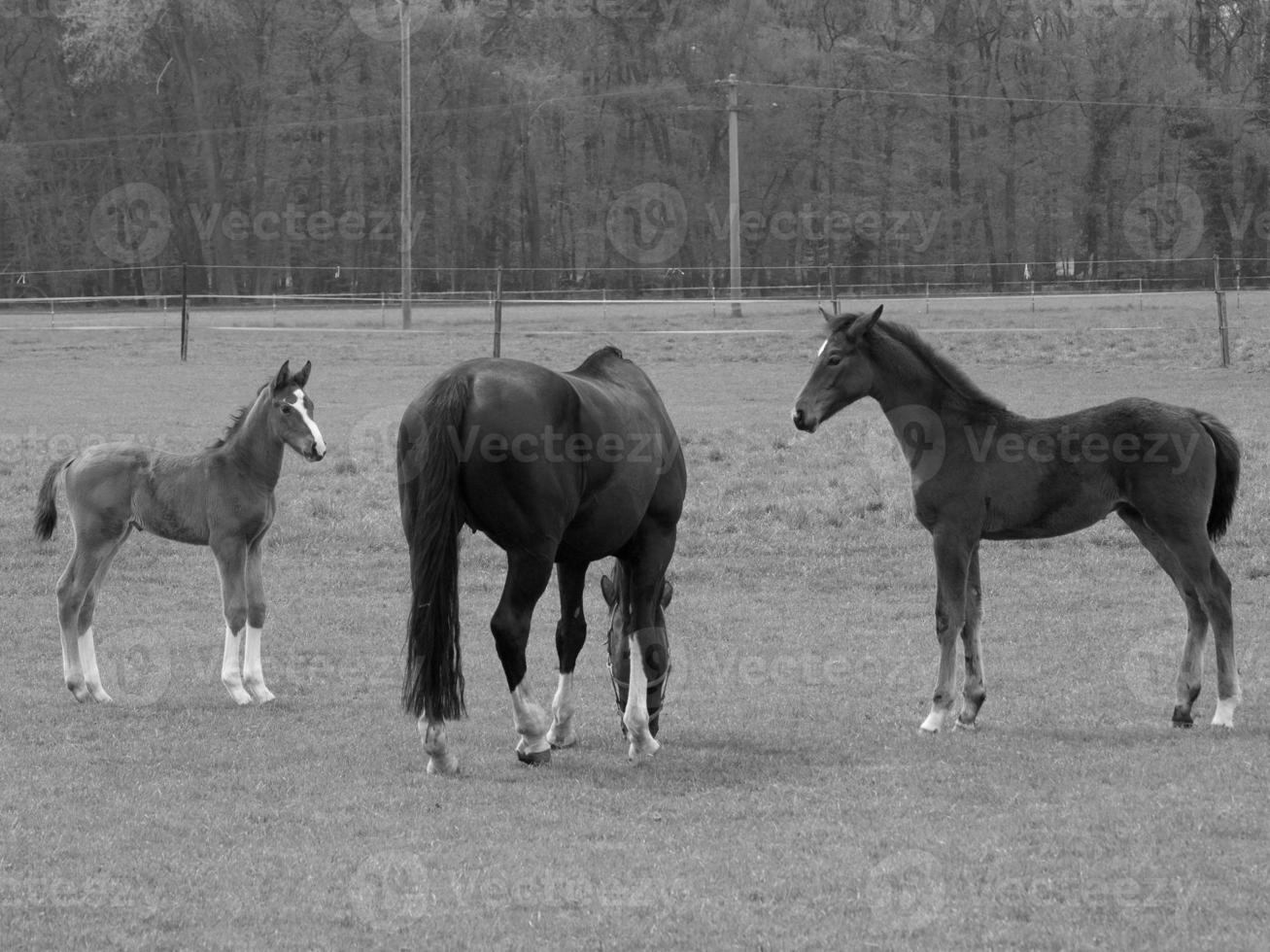 horses on a german meadow photo