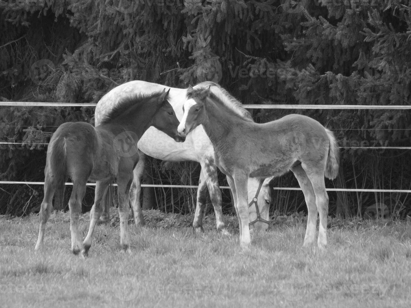 horses on a german meadow photo