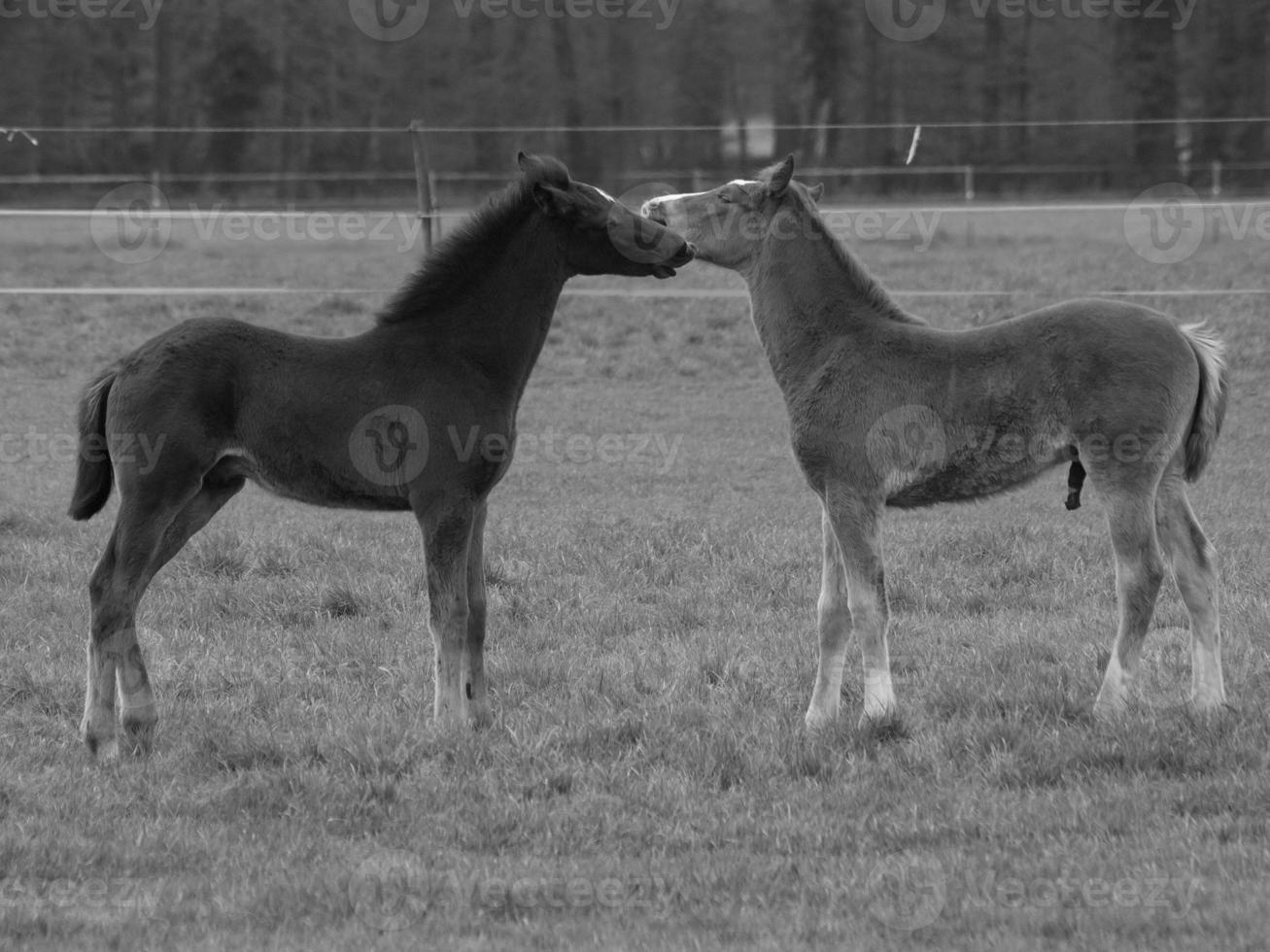 horses on a german meadow photo