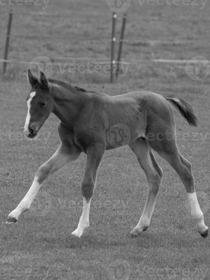 caballos en un prado alemán foto