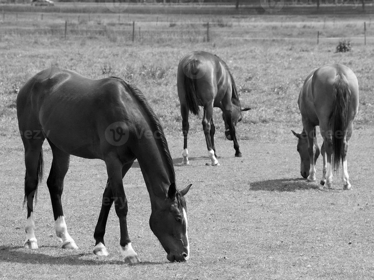 horses in germany photo