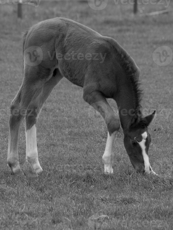 horses and foals in germany photo