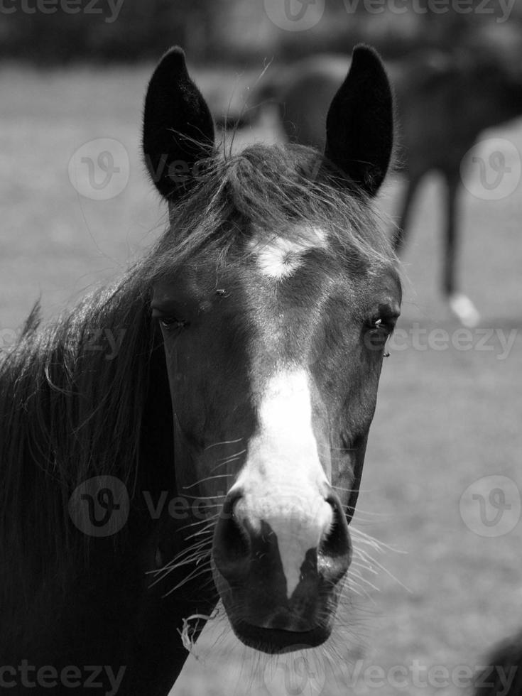 caballos en Alemania foto