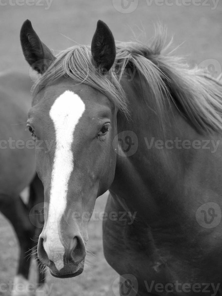 horses and foals in germany photo