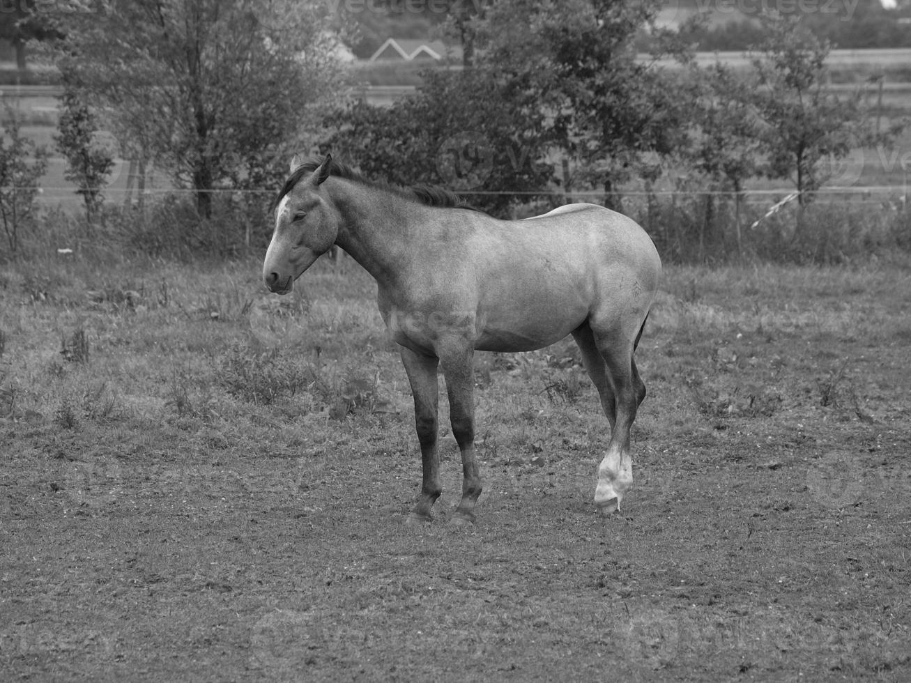 horses and foals in germany photo