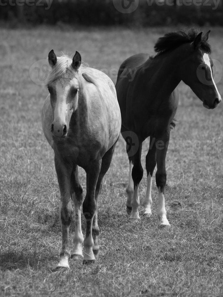 horses in germany photo