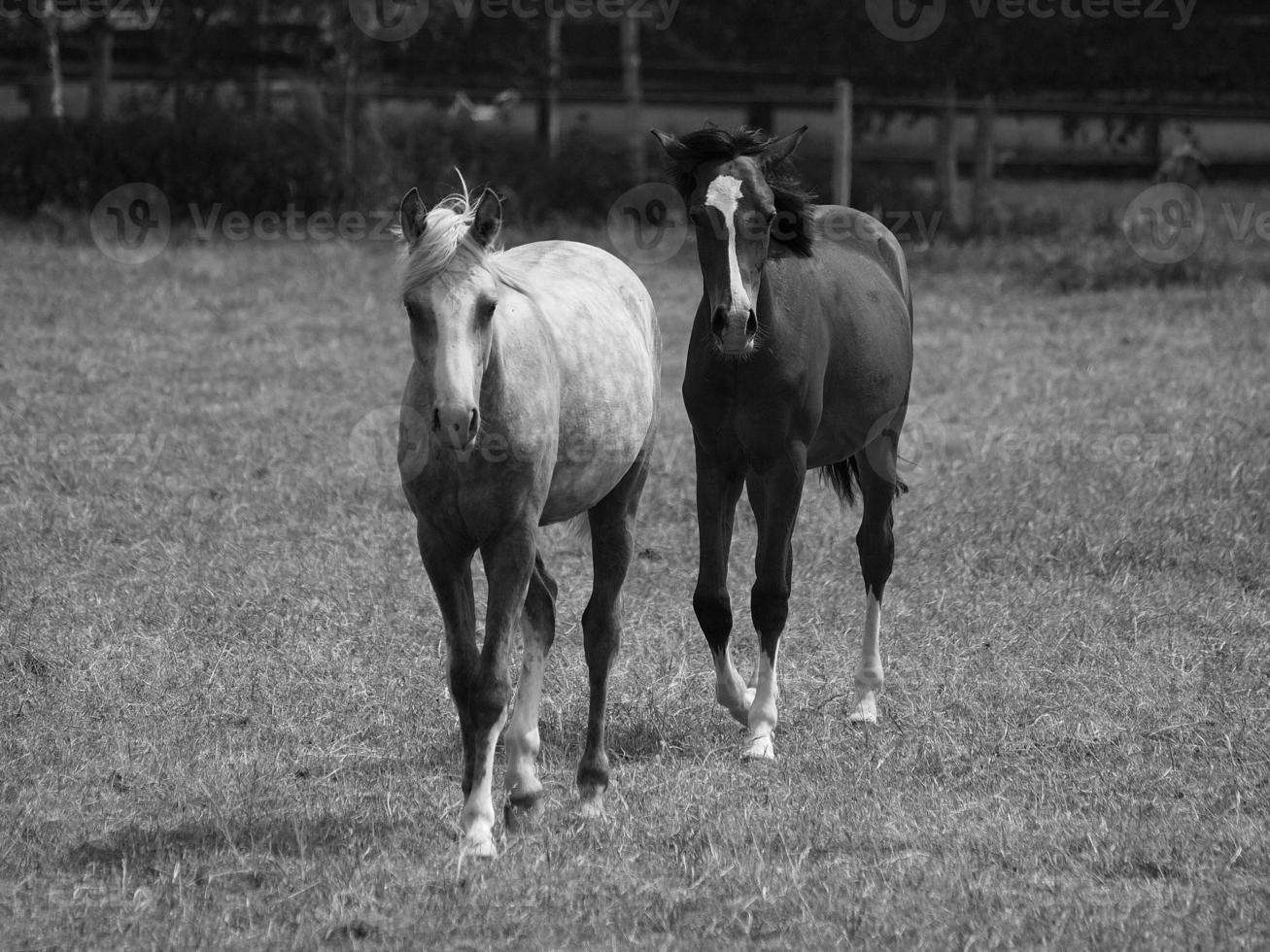 caballos en Alemania foto