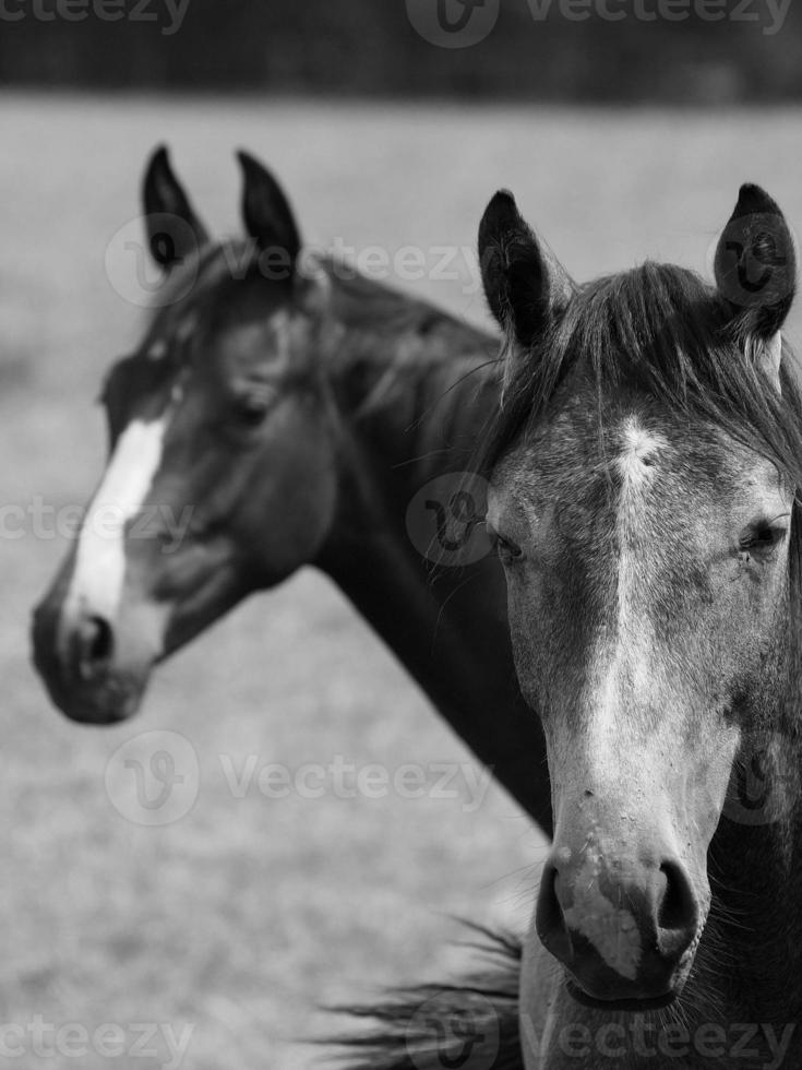 caballos en Alemania foto