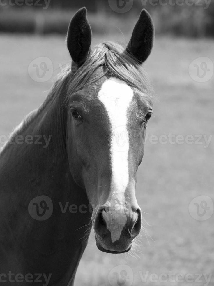 caballos en Alemania foto