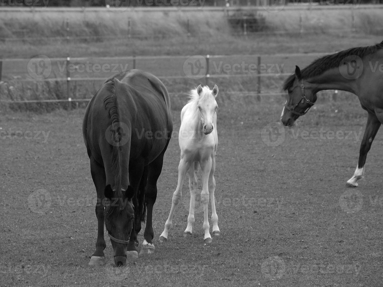 horses and foals in germany photo