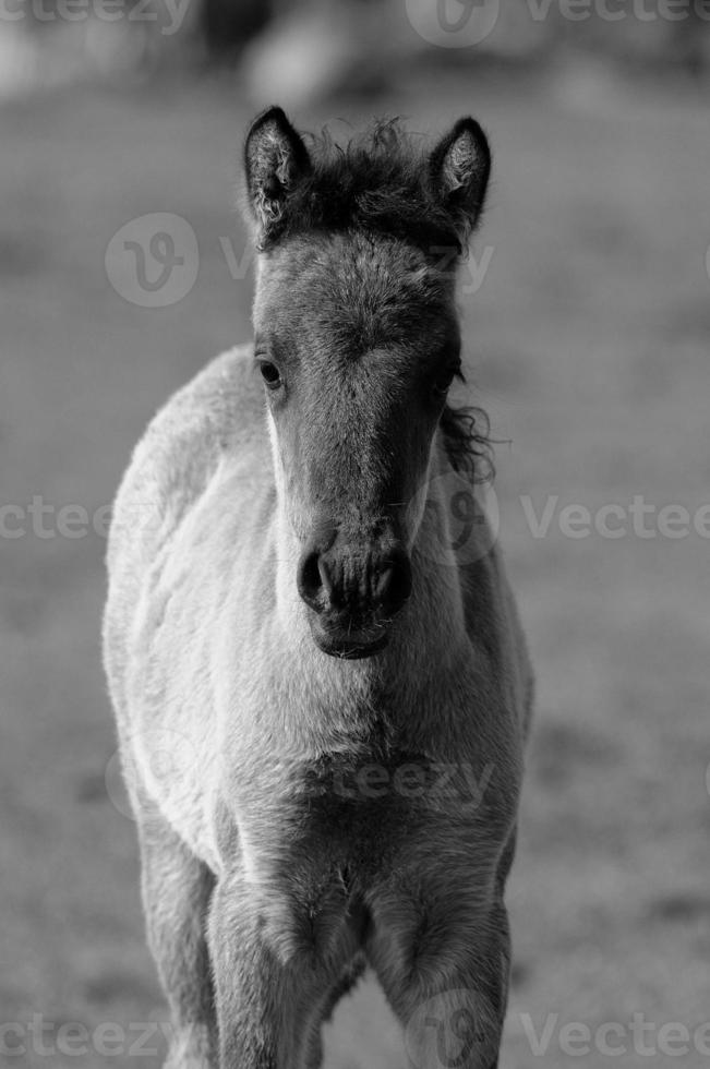 horses in germany photo