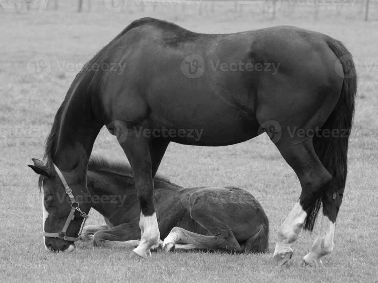 horses and foals in germany photo