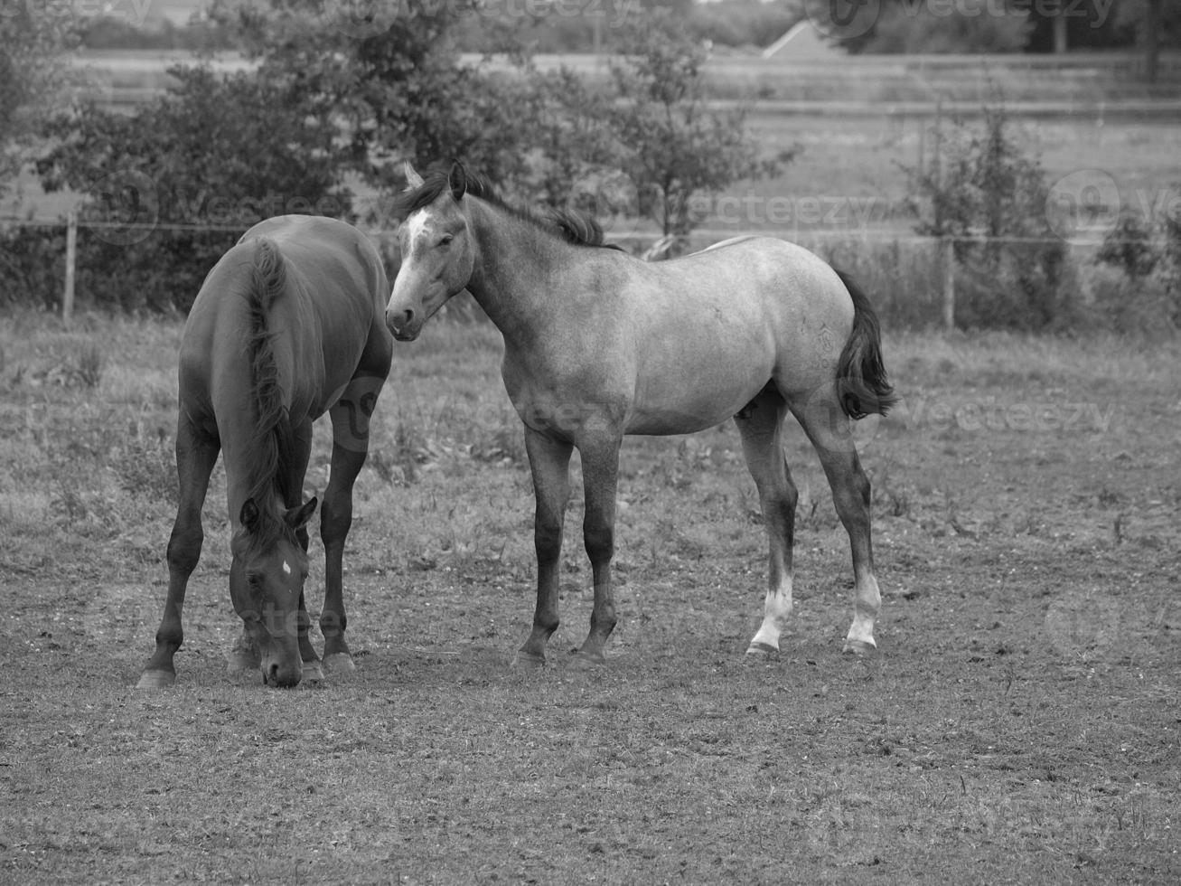 horses in germany photo