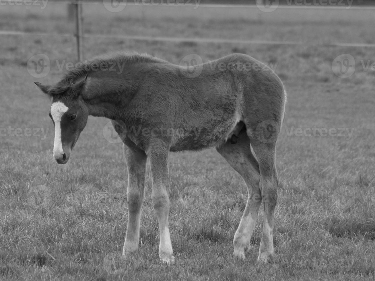 horses and foals in germany photo