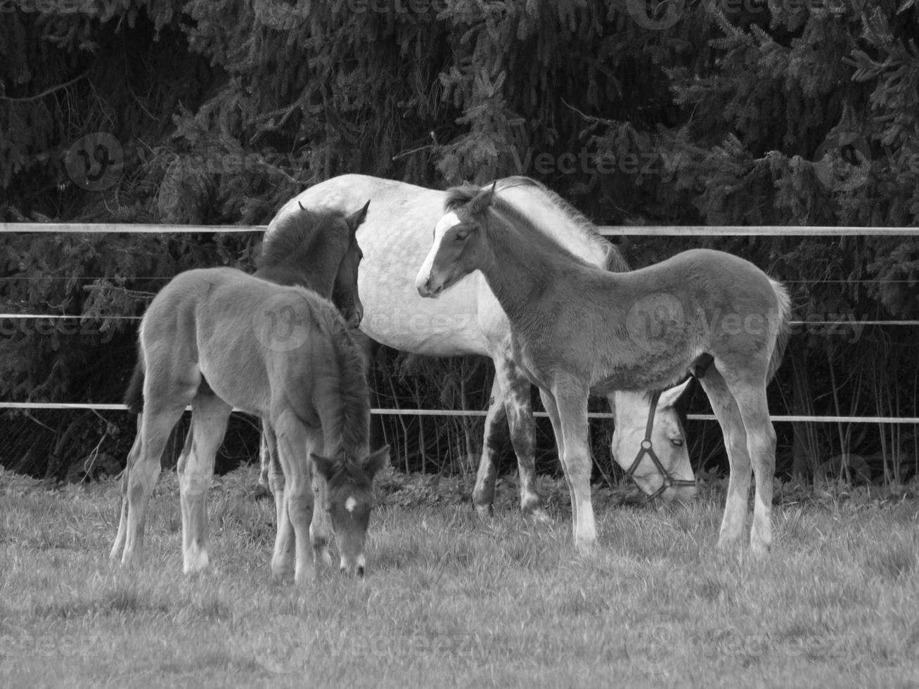 horses and foals in germany photo