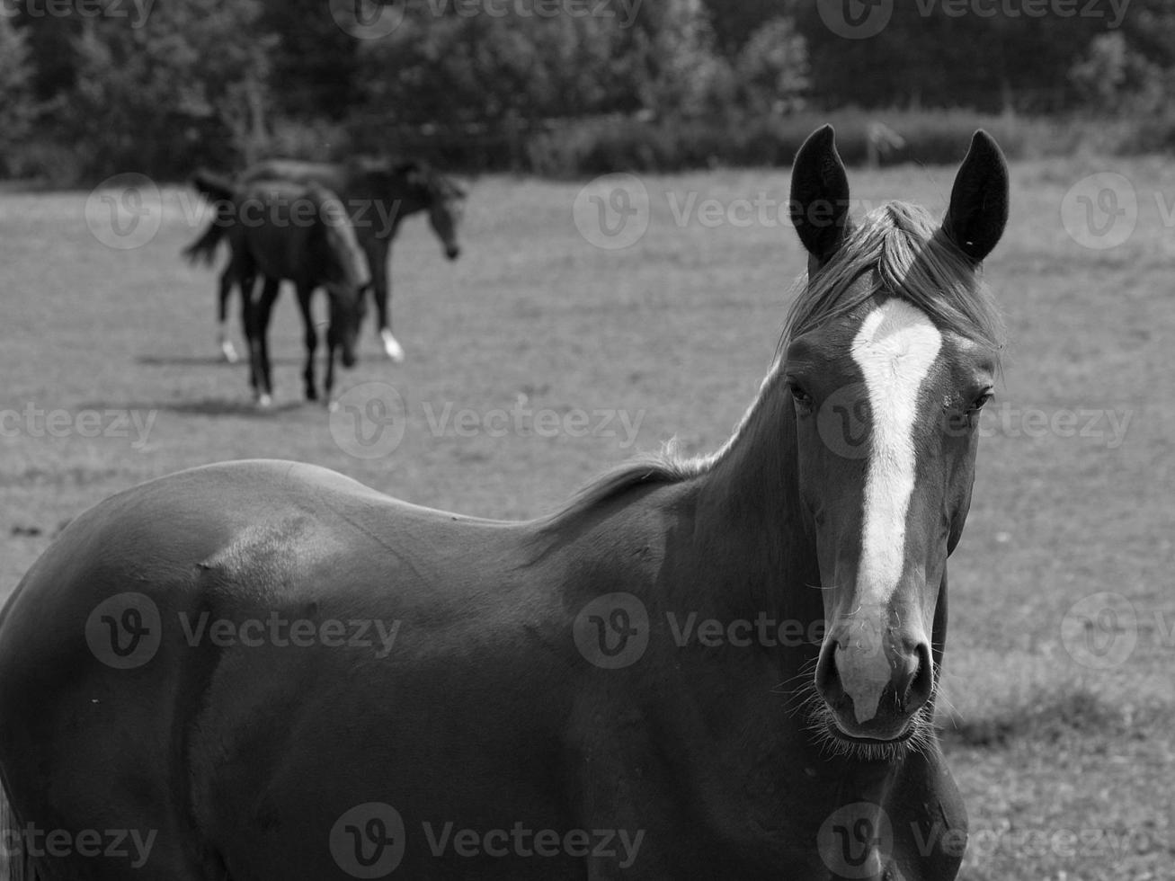 horses in germany photo