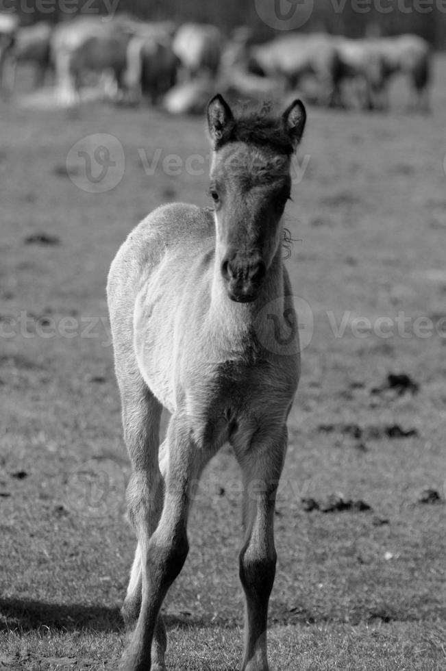 horses in germany photo