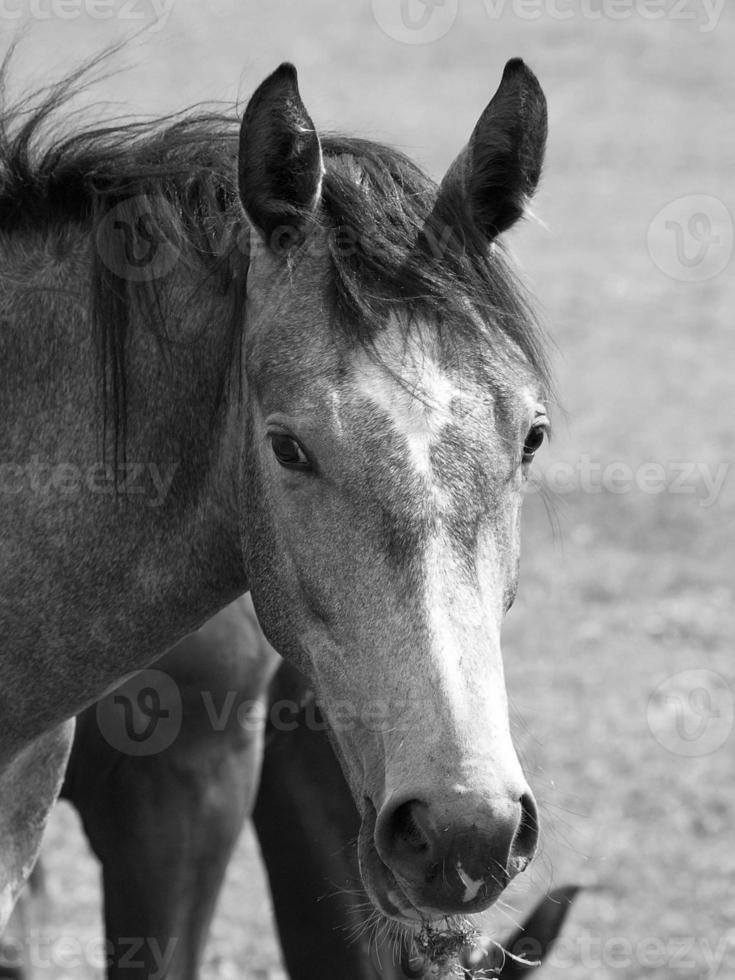 horses in germany photo
