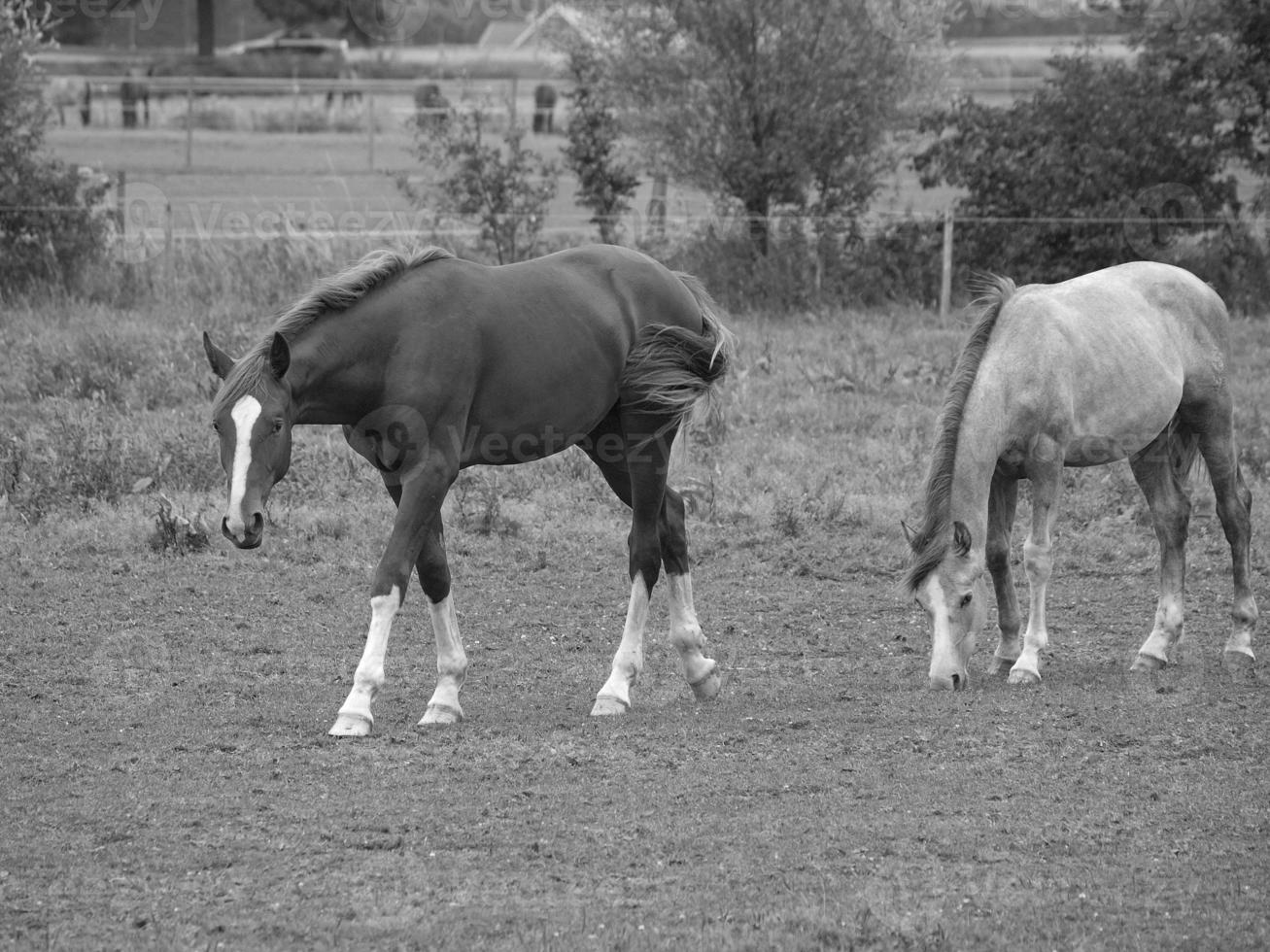 horses in germany photo
