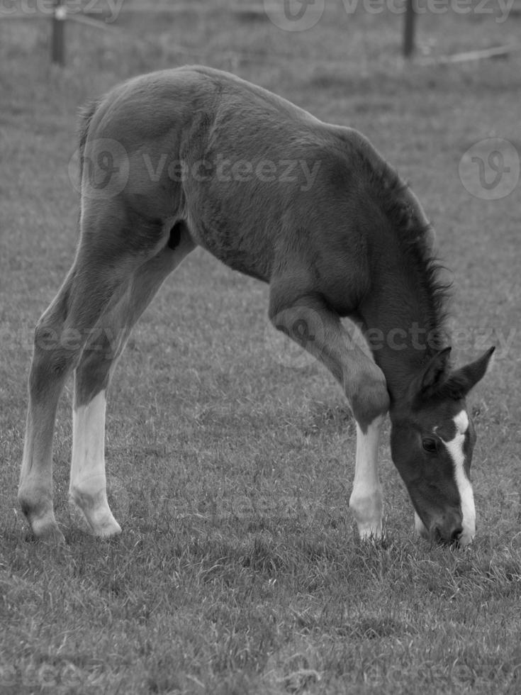 horses and foals in germany photo