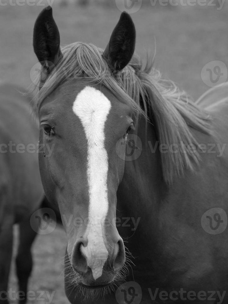 caballos y potros en alemania foto