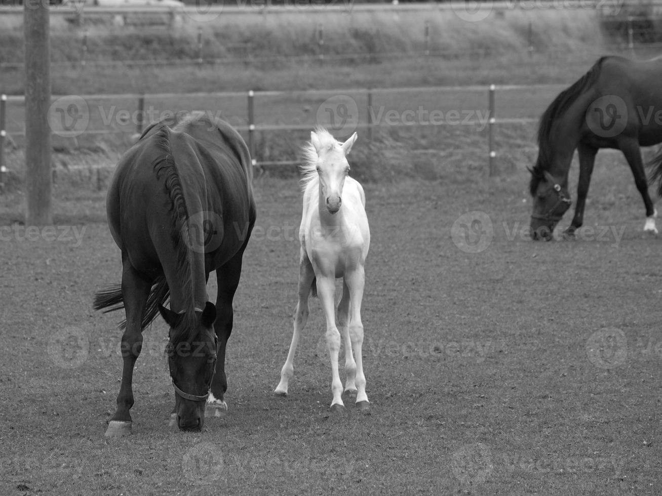 horses and foals in germany photo