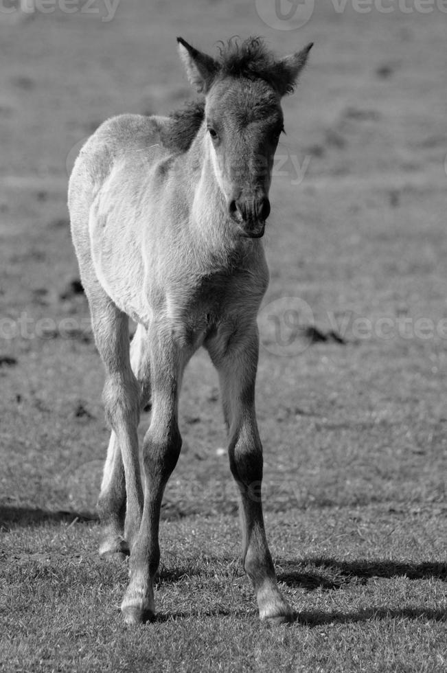 caballos en Alemania foto