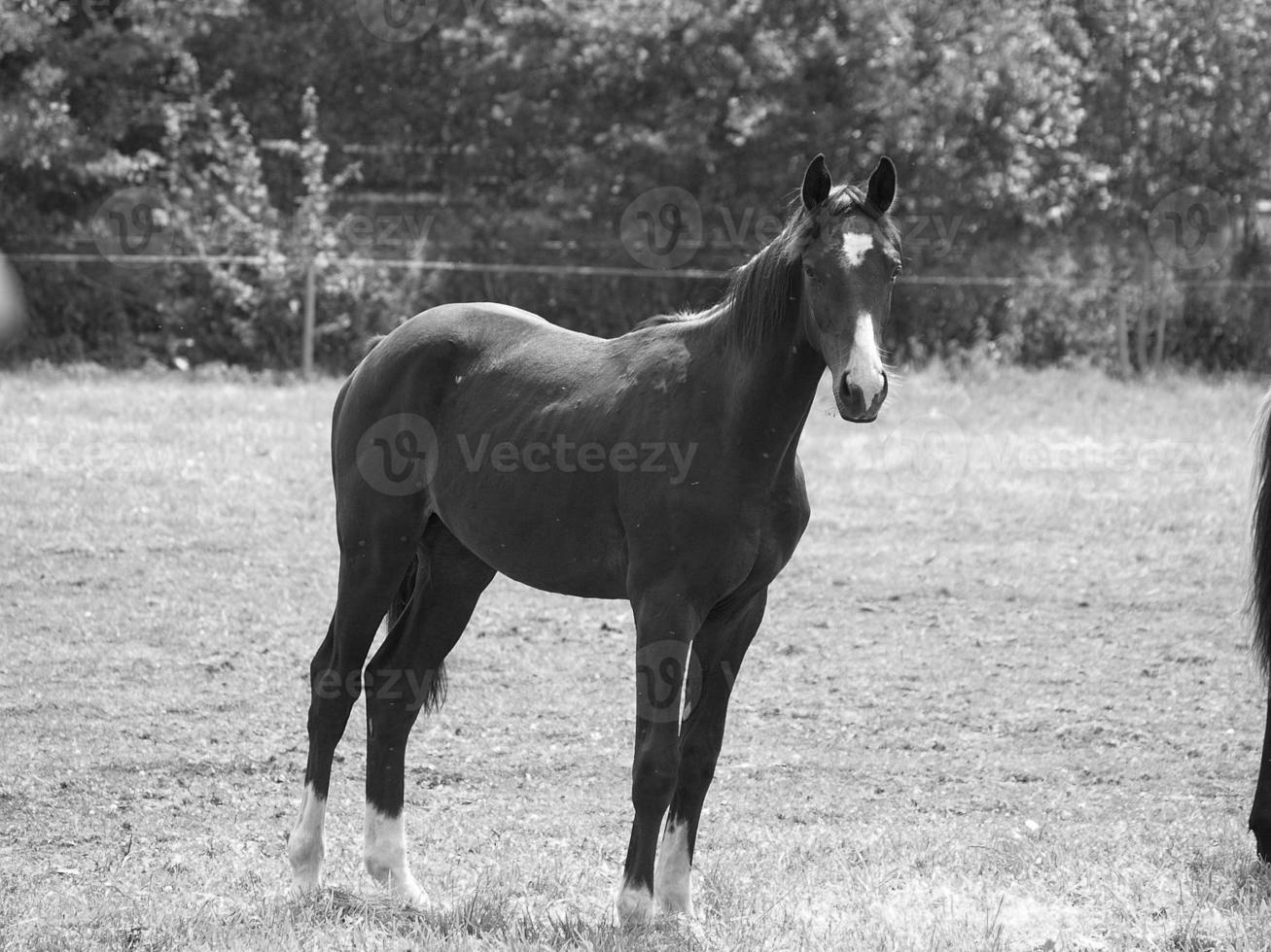 many horses in germany photo