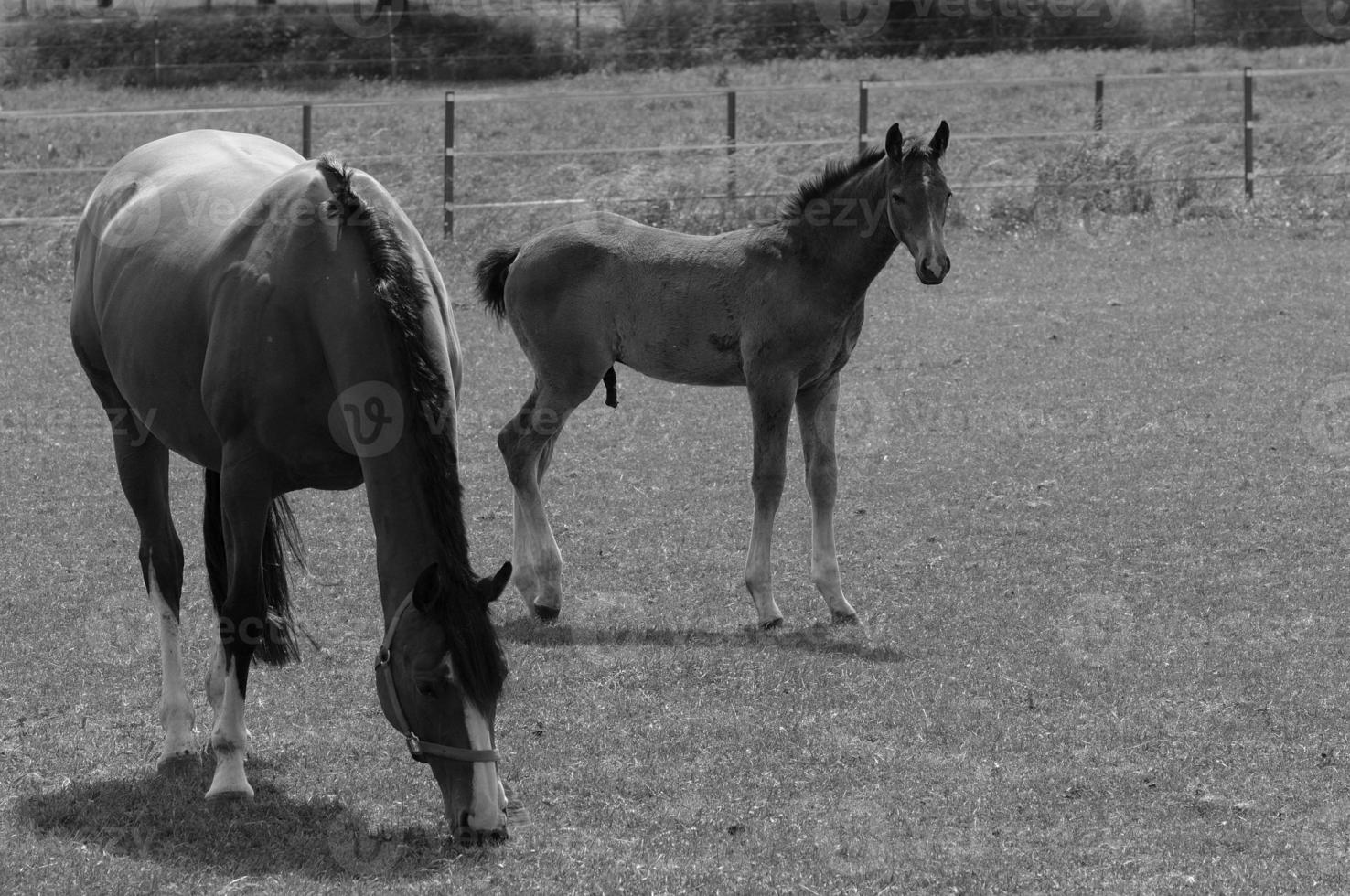 many horses in germany photo