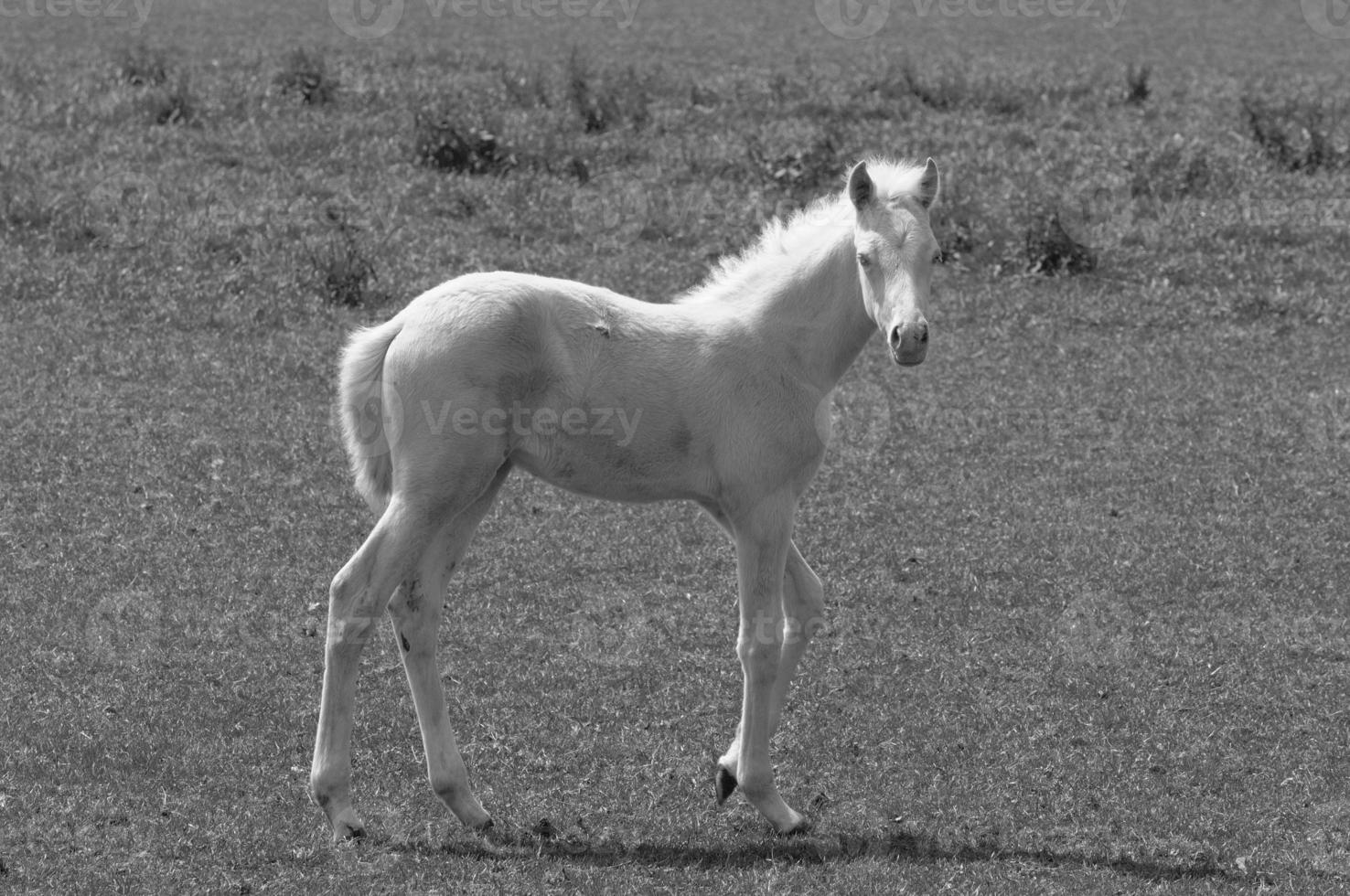 many horses in germany photo