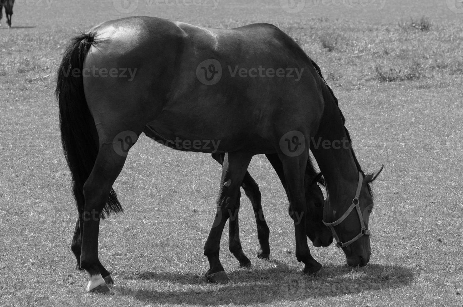 many horses in germany photo