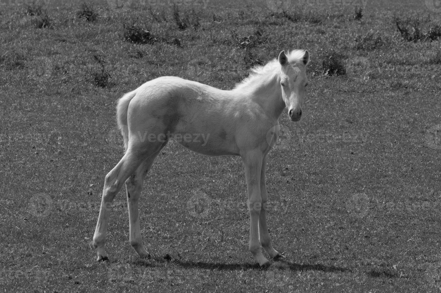 many horses in germany photo