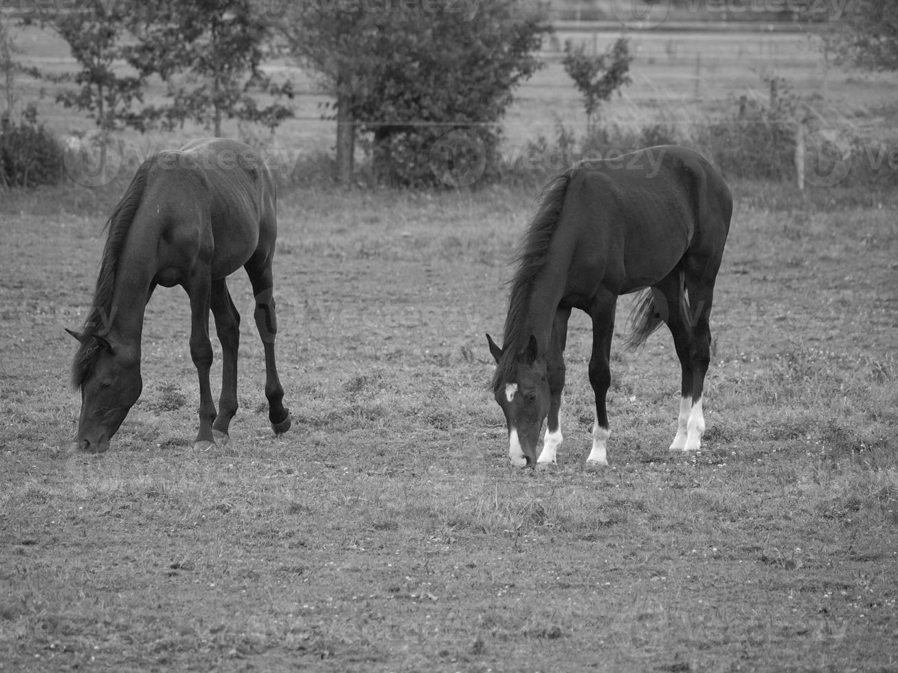 horses in germany photo