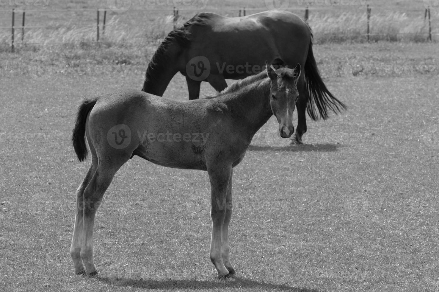 muchos caballos en Alemania foto