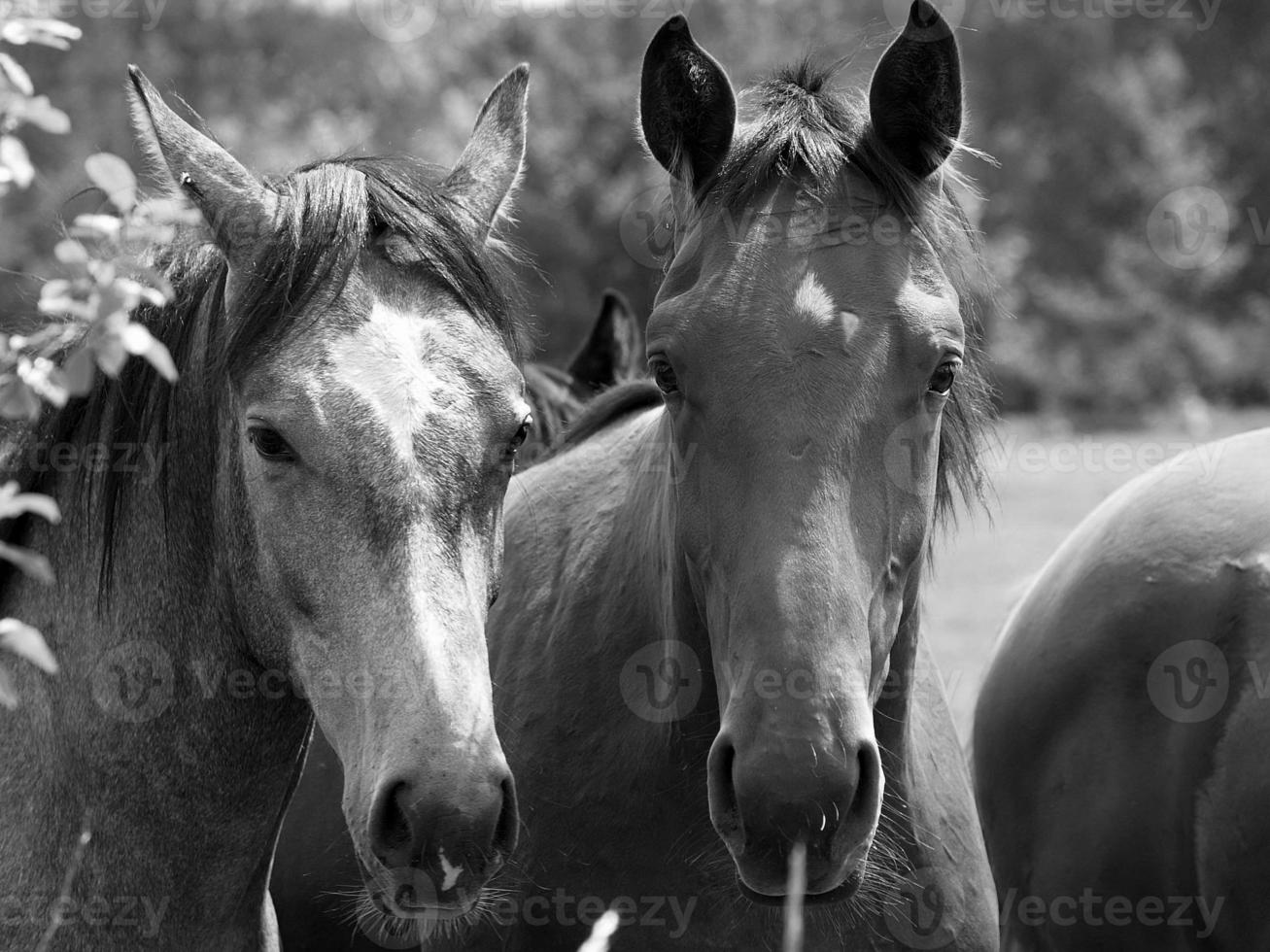 many horses in germany photo