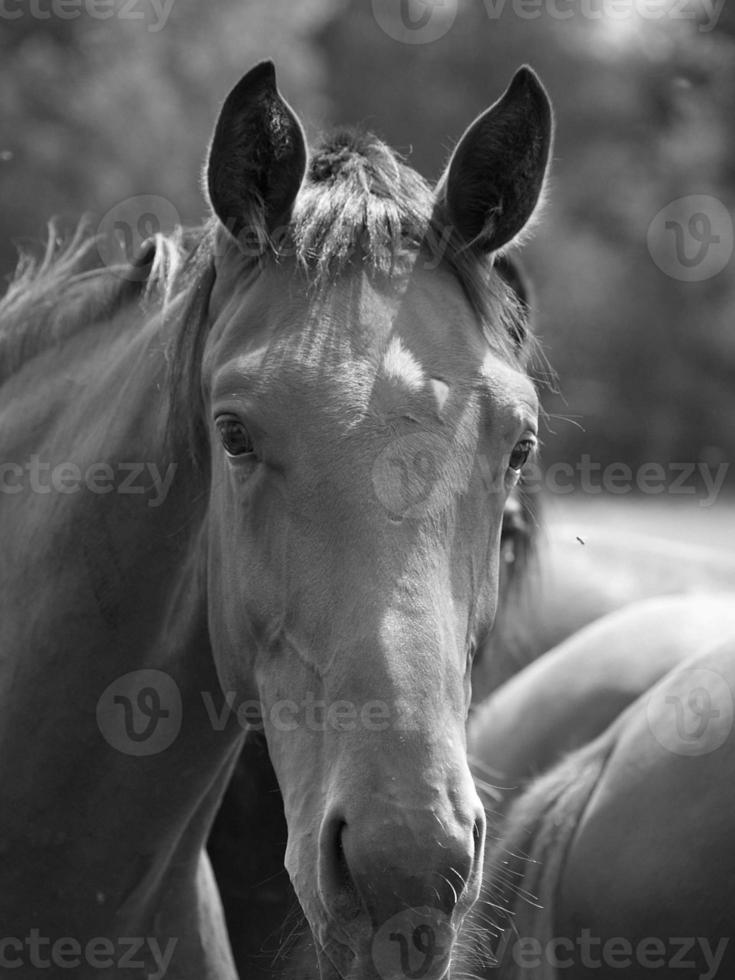 muchos caballos en Alemania foto