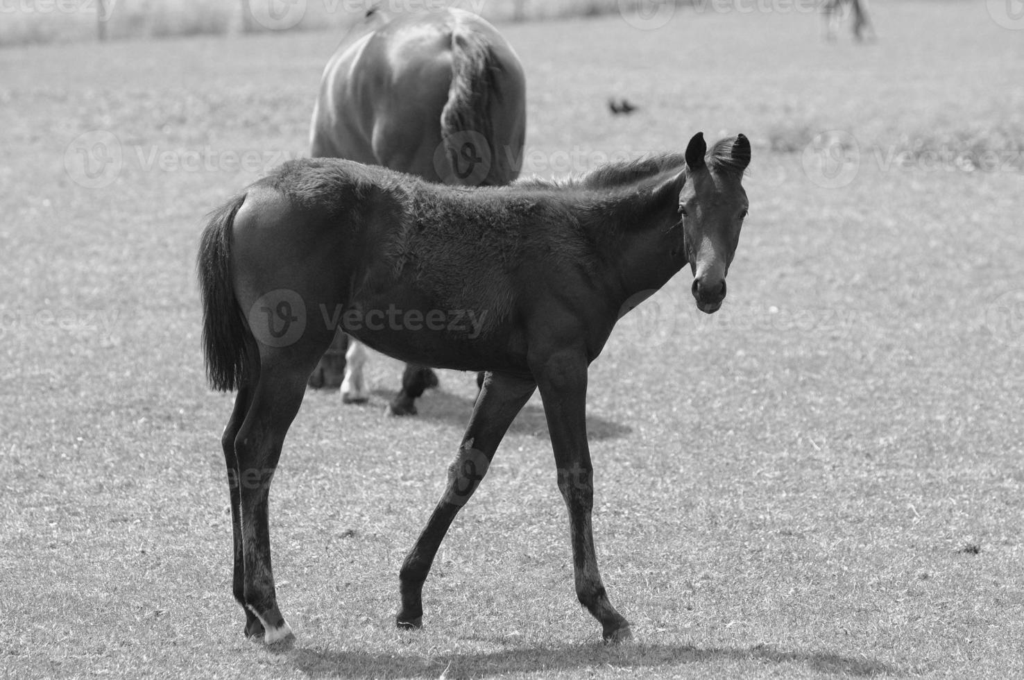 many horses in germany photo