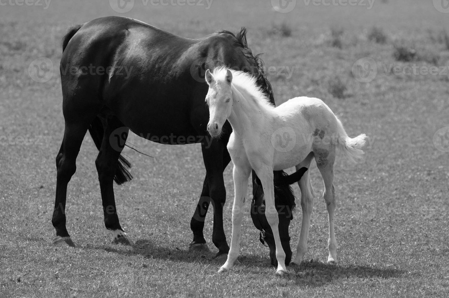 many horses in germany photo