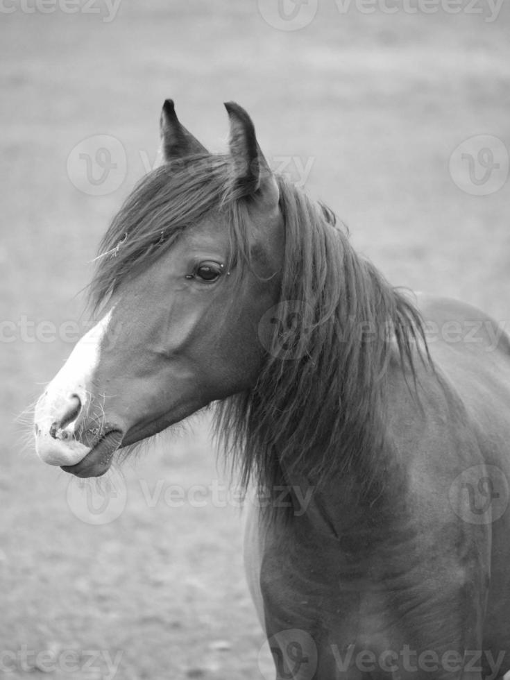 horses in germany photo