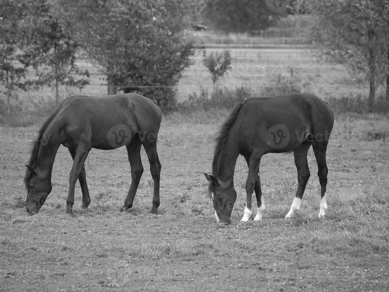 horses in germany photo