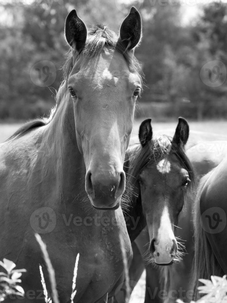 many horses in germany photo