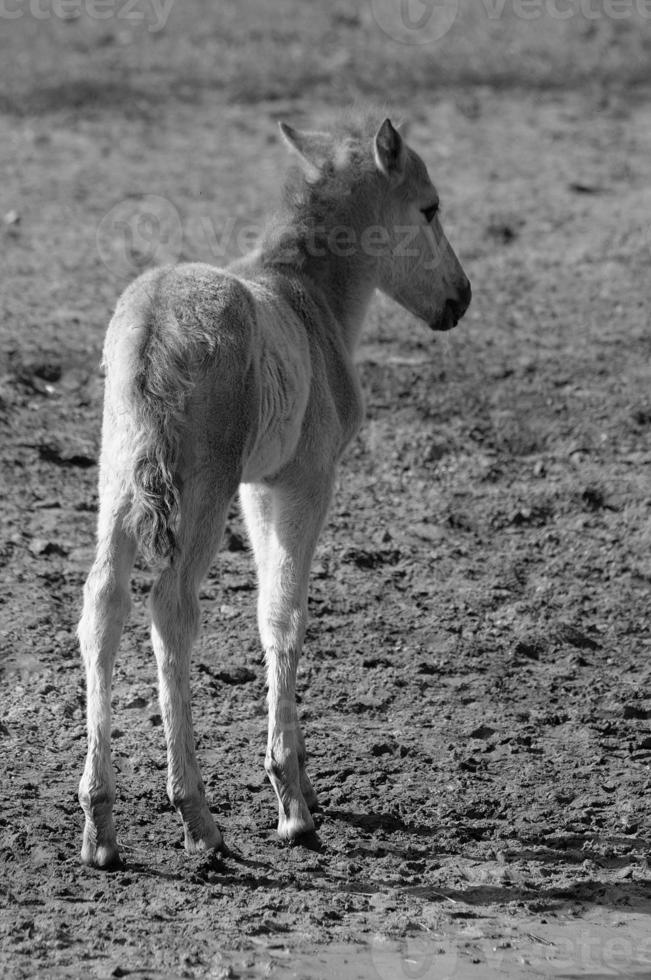 wild horses in germany photo