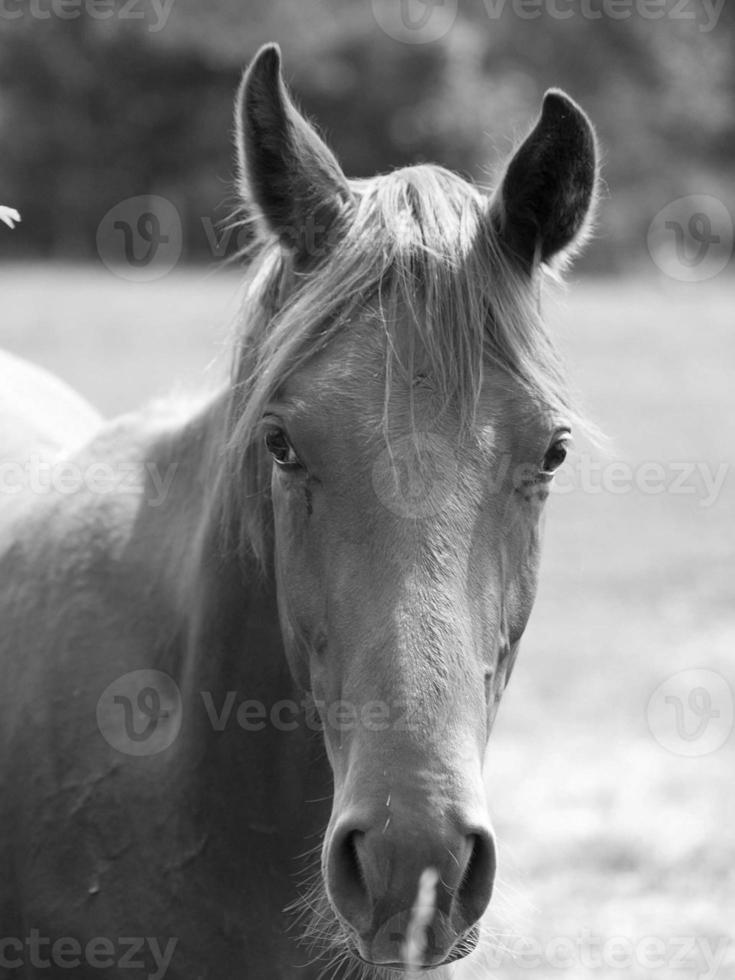 many horses in germany photo