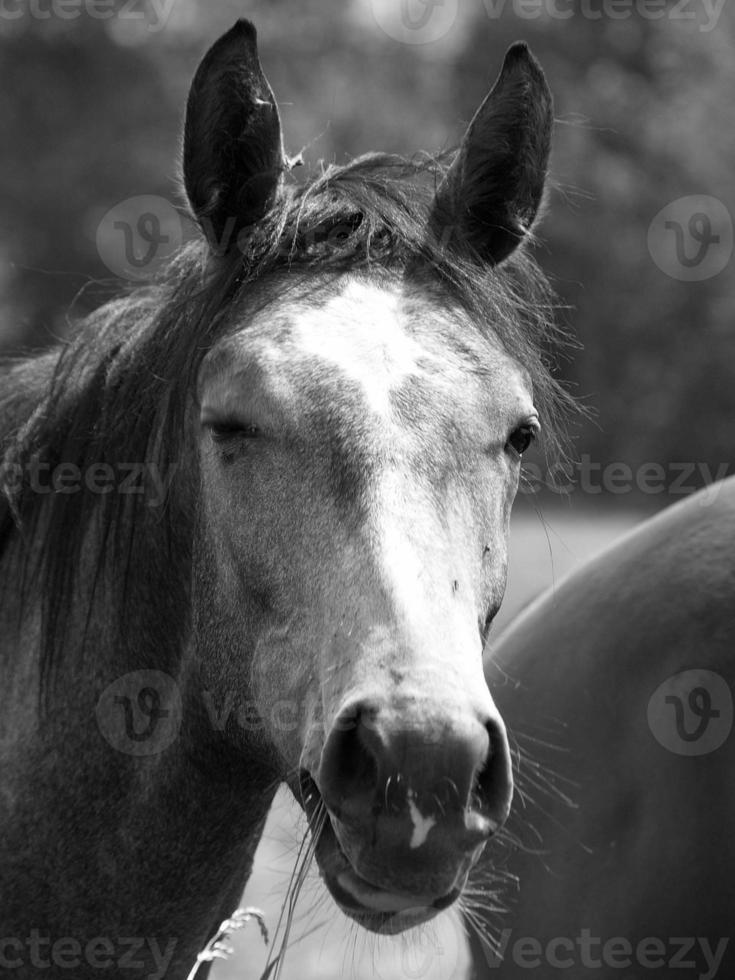 many horses in germany photo